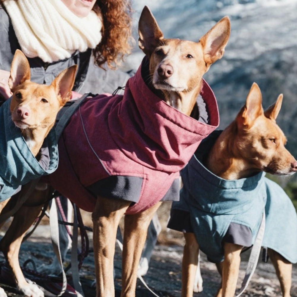 Drei Hunde im Expedition Parka, Mantel in Rot und Blau, bei einem Spaziergang im Freien. Perfekte Winterbekleidung für Hunde.