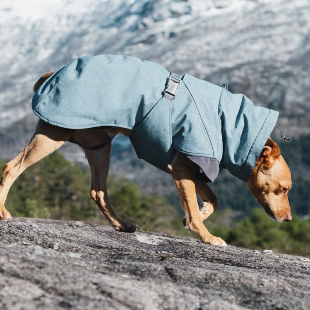 Hund trägt blauen Expedition Parka auf felsigem Gelände, unscharfe Bäume und schneebedeckte Berge im Hintergrund.