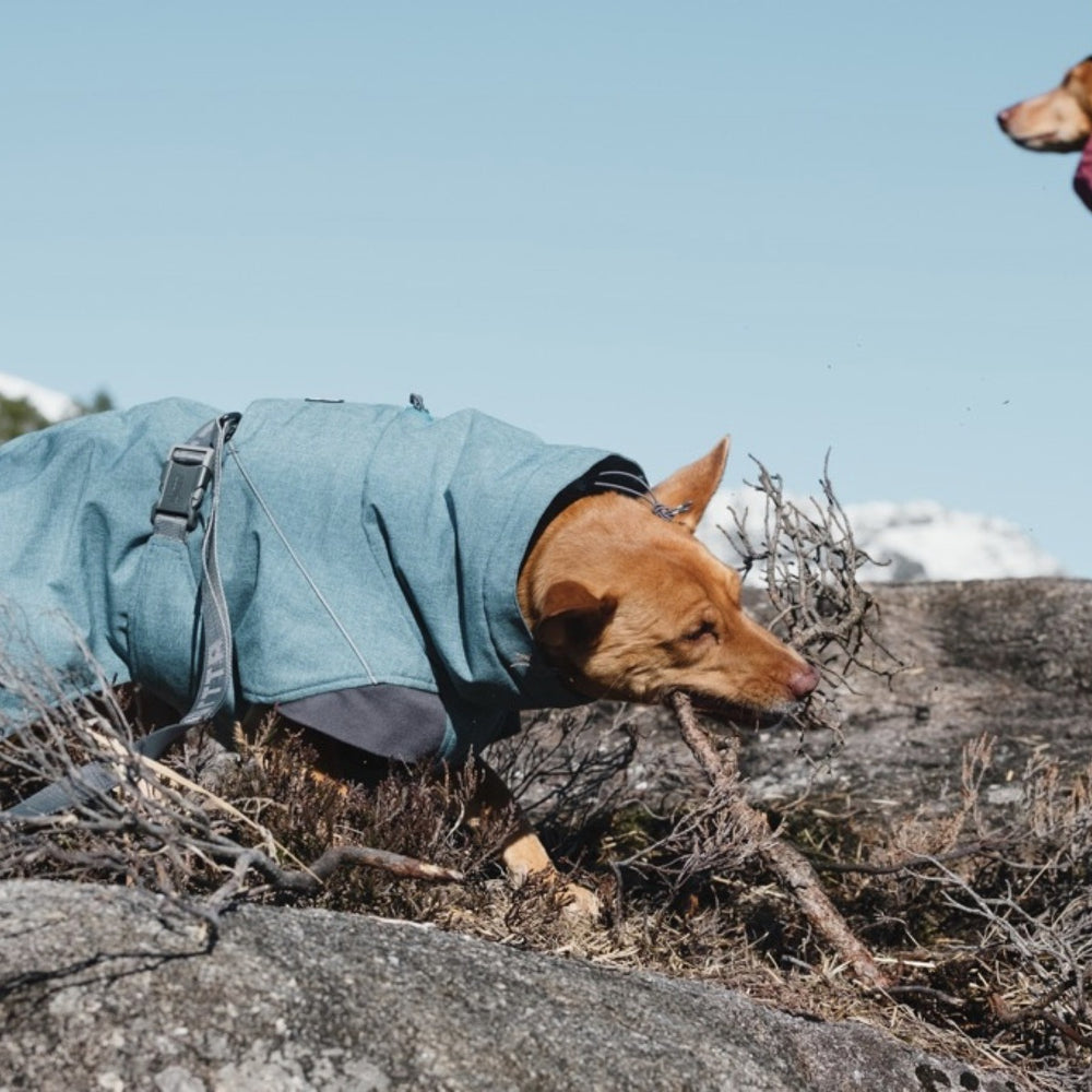 Hund trägt blaue Expedition Parka Jacke und spielt mit Ast in felsiger Naturumgebung, weiterer Hund im Hintergrund.