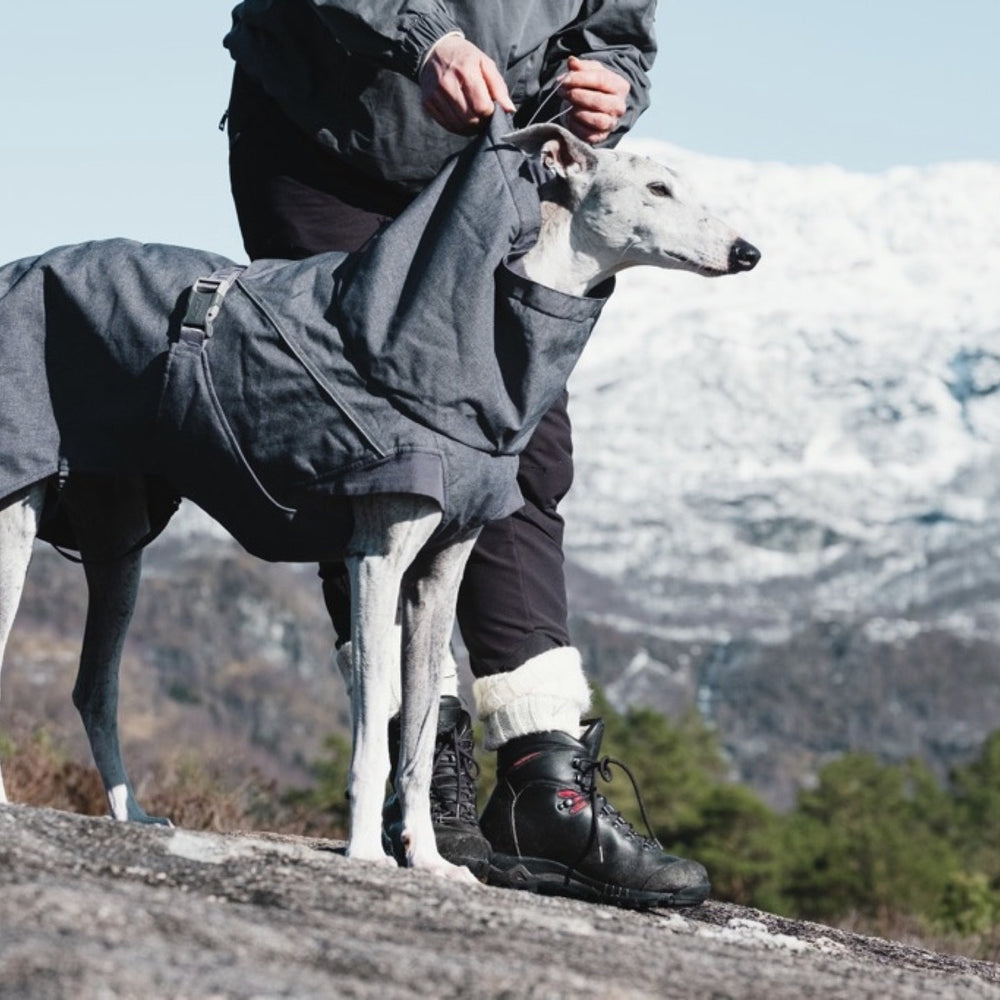 Hund trägt graue Hundejacke Expedition Parka, steht neben Person in Winterkleidung, vor schneebedeckten Bergen und Wald.