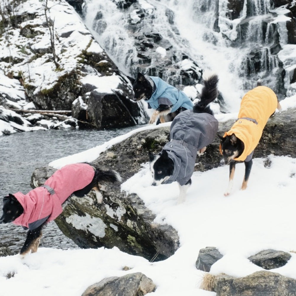 Hunde im Winter mit bunten Hundejacken auf schneebedecktem Felsen vor Wasserfall.