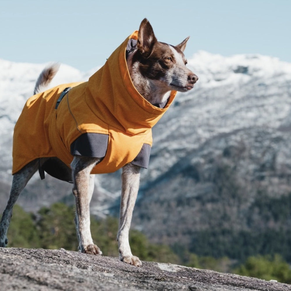 Hund trägt orange Hundejacke Expedition Parka mit Kapuze vor schneebedeckten Bergen und klarem Himmel auf einem Felsen.