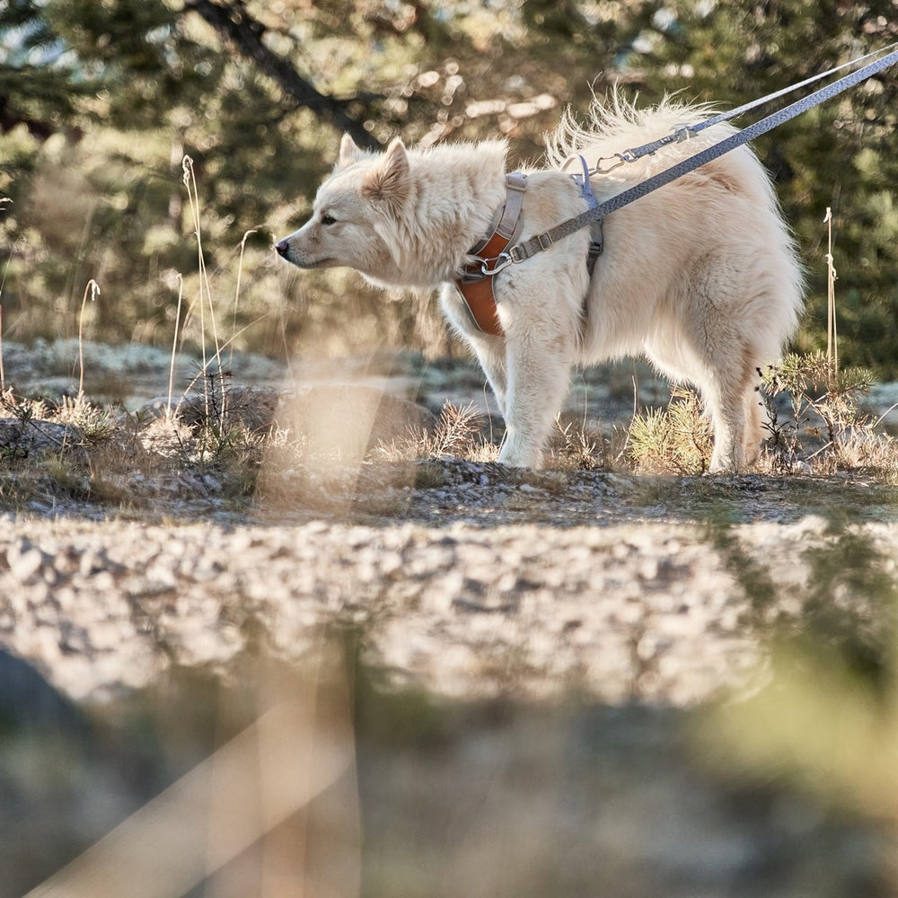 Hund mit hellem Fell an Geschirr und Multilong Leash Eco; natürliche Umgebung mit Bäumen im Hintergrund.