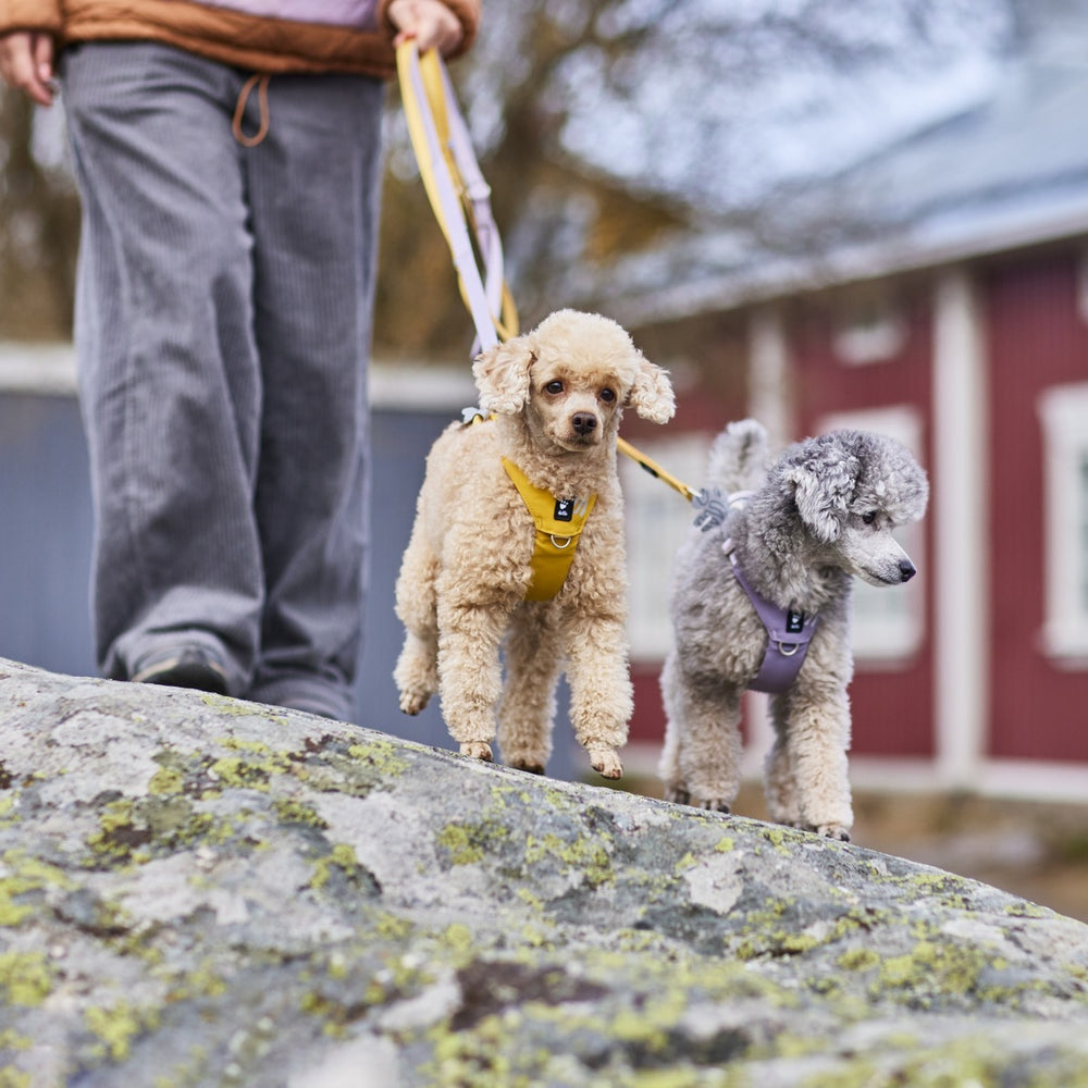 Zwei Hunde an einer Hundeleine, einer beige mit gelbem Geschirr, der andere grau mit lilafarbenem Geschirr, im Freien.