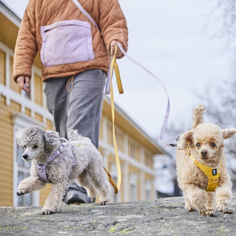 Zwei kleine Pudel, grau mit lilafarbenem Geschirr und blond mit gelbem Geschirr, spazieren an Hundeleinen.