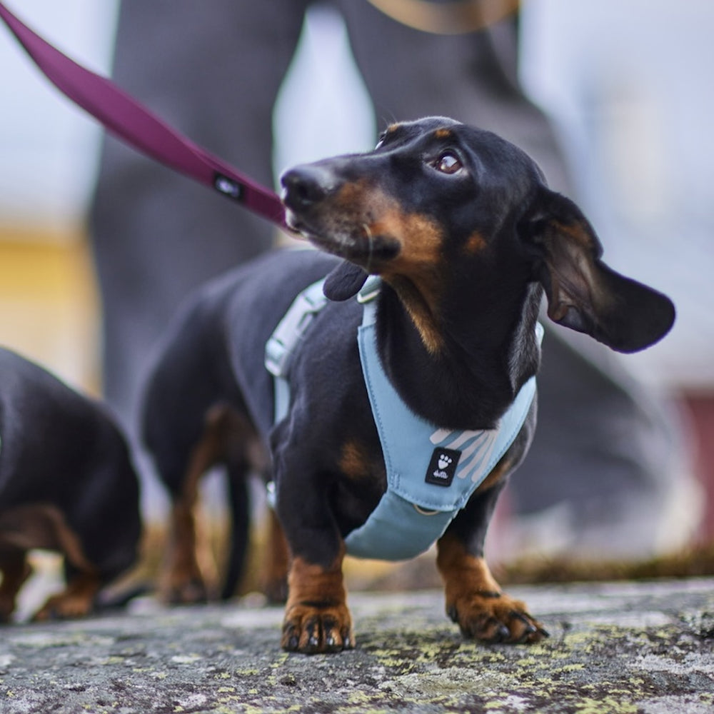 Schwarzer Dachshund mit hellblauem Geschirr steht auf Steinboden und schaut zur Seite, während eine Person die Leine hält.