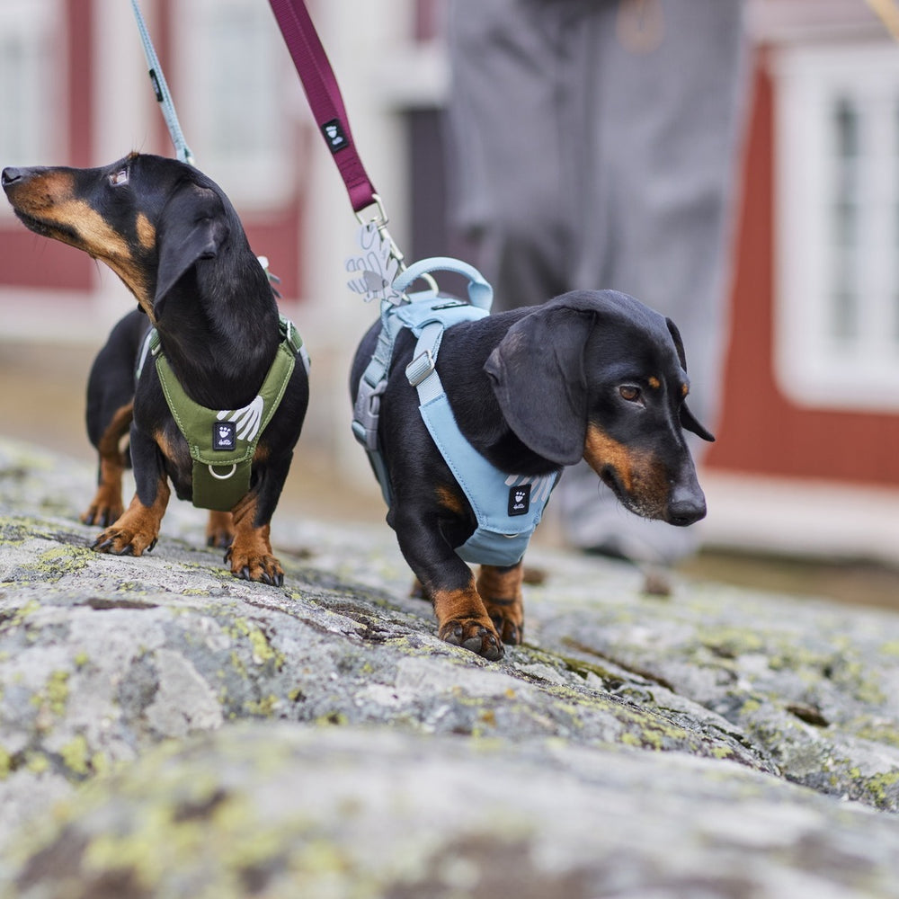 Zwei Dackel mit Geschirren und Leinen erkunden eine felsige Fläche vor unscharfen roten Gebäuden.