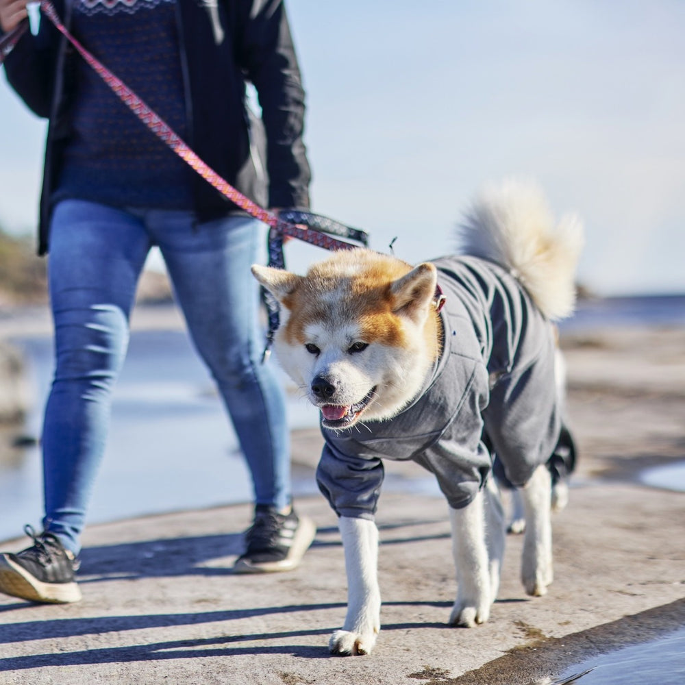 Hund im grauen Hundemantel bei sonnigem Gassi gehen, getragen von einer Person in Jeans. Perfekter Midlayer Overall für Hunde.