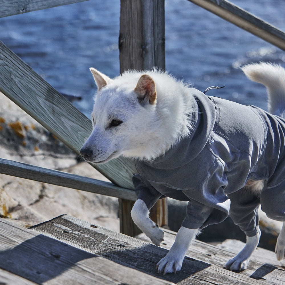 Weißer Hund im grauen Hundepullover läuft Treppe hoch, Gewässer im Hintergrund, idealer Midlayer Overall für kalte Tage.