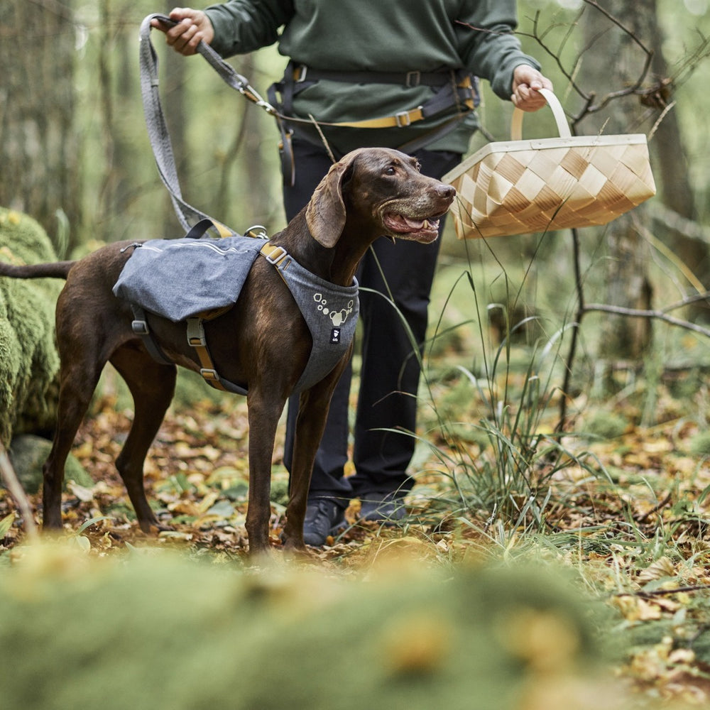 Hund mit grauem Expedition Pack ECO Rucksack im herbstlichen Wald neben Person mit Korb.