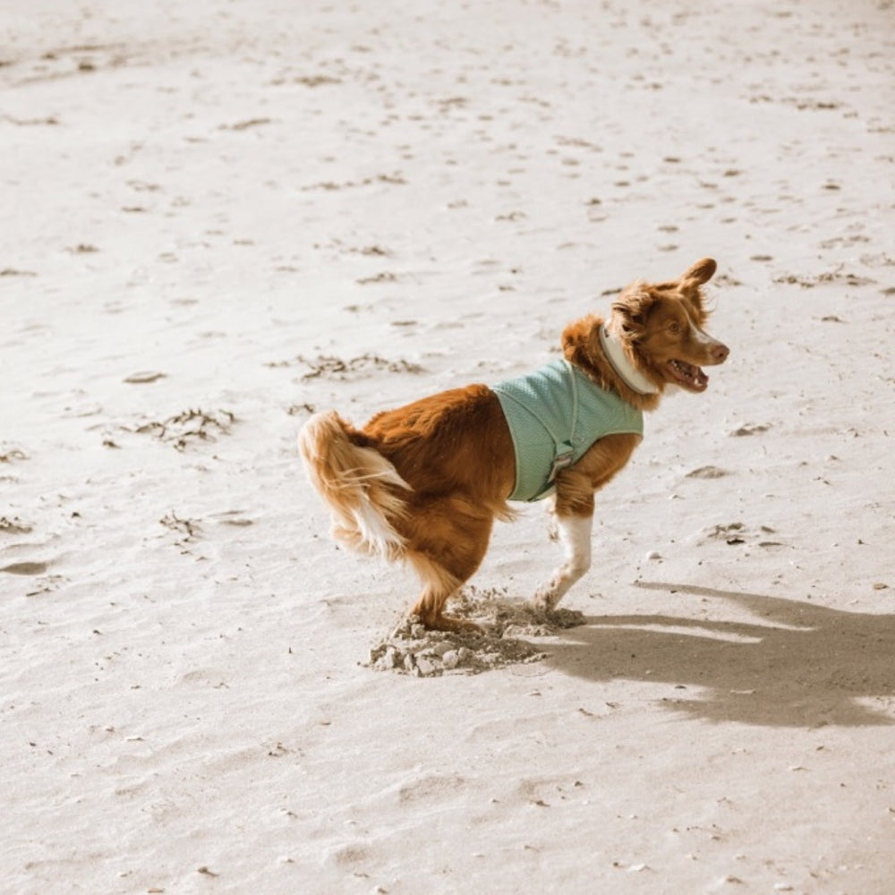 Hund trägt blaue Kühlweste am sonnigen Strand, fröhliche Atmosphäre