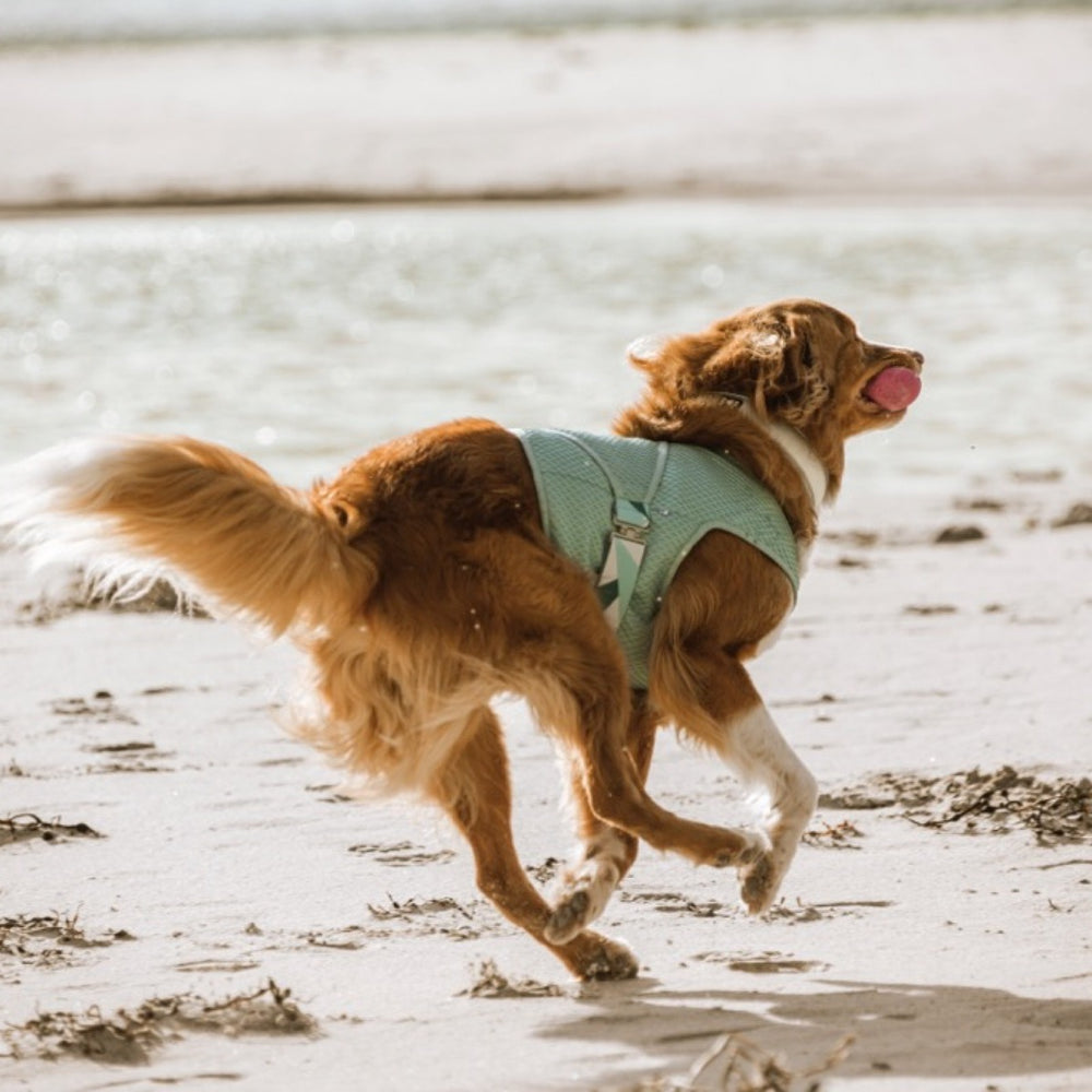 Hund mit braunem Fell trägt eine türkis Kühlweste am Strand, pinker Ball im Maul, Sand und Wasser im Hintergrund.