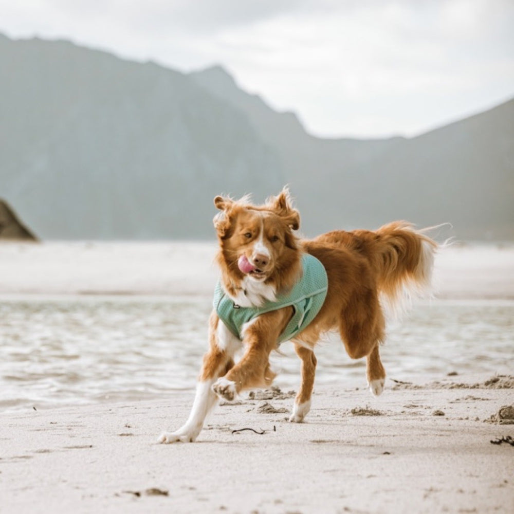 Hund am Strand mit grünem Pullover und Kühlweste; Berge und Wasser im Hintergrund. Perfekte Kühlung mit der Cooling Wrap carnation.