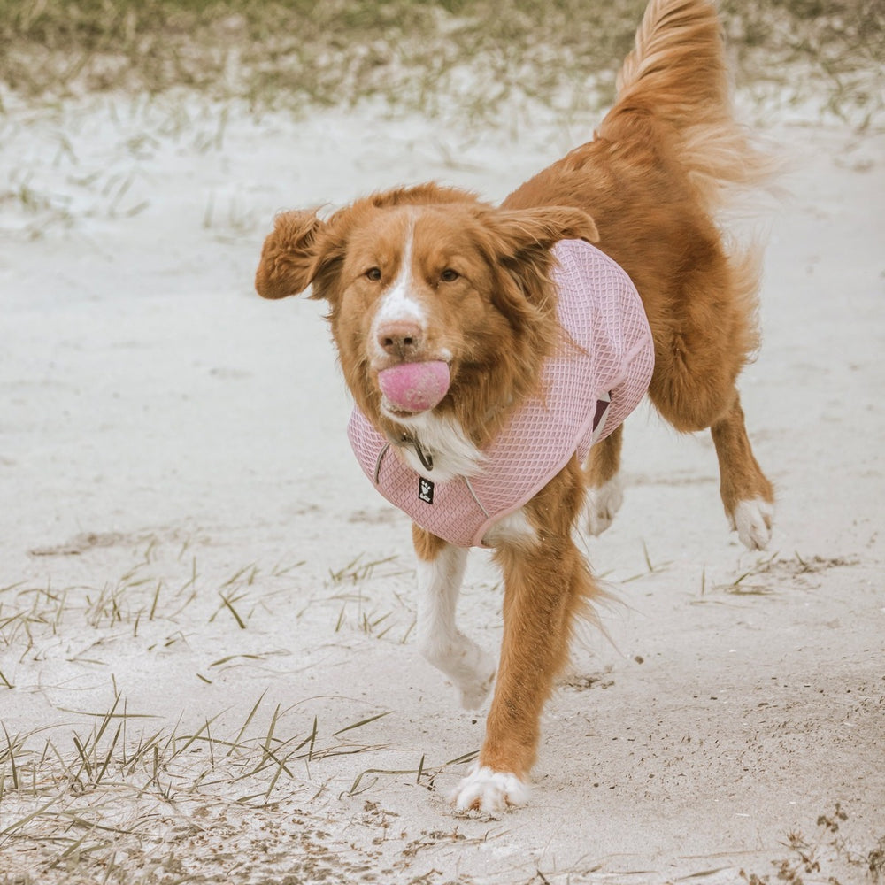 Hund am Strand mit rosa Kühlweste und Spielzeug im Maul, Sand und Vegetation im Hintergrund. Ideal für Abkühlung bei Hitze.