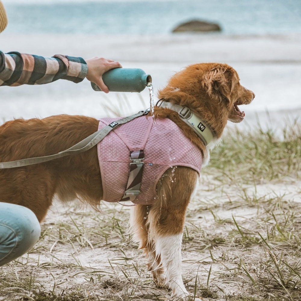 Hund mit rosa Kühlweste am Strand, wird mit Wasser befeuchtet; ideal für Abkühlung bei Hitze, Meer im Hintergrund sichtbar.