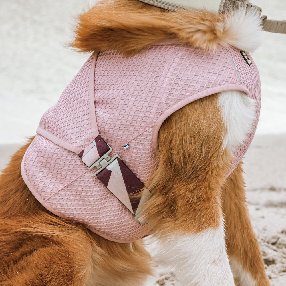 Hund mit rosa Kühlweste, geometrisches Muster, auf sandigem Untergrund; Hundemode für heiße Tage, SmartCooling-Technologie.