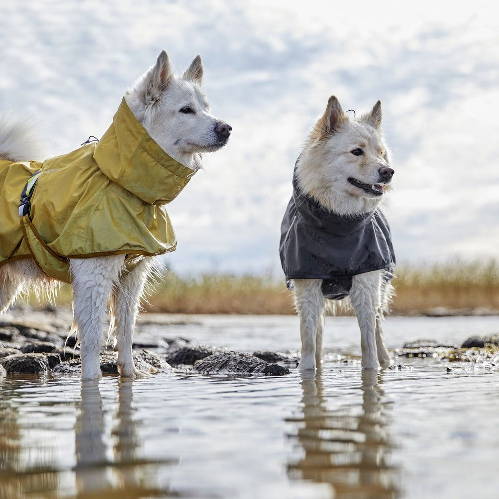 Zwei Hunde im Wasser, einer in gelber, der andere in schwarzer Regenjacke, genießen die Natur beim Spielen.