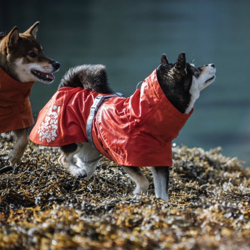 Hunde tragen rote Regenmäntel Monsoon Coat auf algenbedecktem Untergrund am Wasserufer.