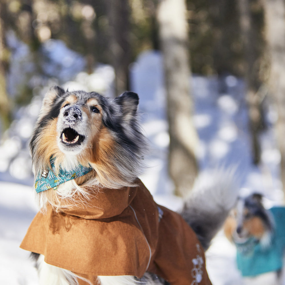 Collie im Schnee mit braunem Regenmantel Monsoon Coat II ECO und blauem Halstuch, bellt. Weiterer Hund im blauen Mantel im Hintergrund.