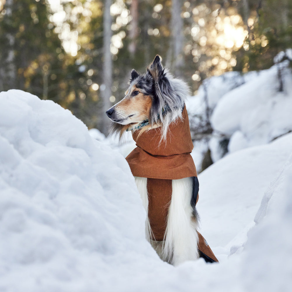Hund im braunen Regenmantel Monsoon Coat II ECO im Schnee vor verschneiten Bäumen im Wald. Winterlich und schützend.