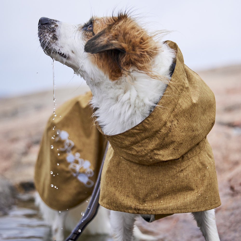 Hund im braunen Regenmantel Monsoon Coat II ECO steht im Freien, während Wasser von seiner Schnauze tropft. Feuchte Umgebung.