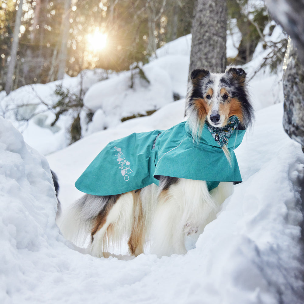 Hund im türkisfarbenen Monsoon ECO Regenmantel im verschneiten Wald, Sonnenstrahlen durch Bäume.