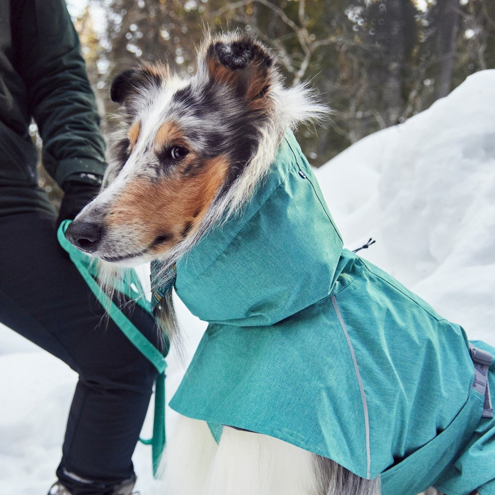 Hund im türkisfarbenen Regenmantel im Schnee, Monsoon Coat II ECO, neben Person, Bäume im Hintergrund