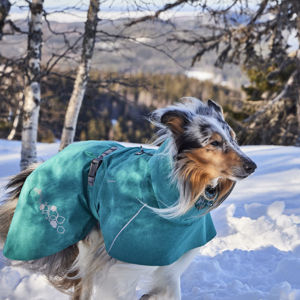 Hund mit Regenmantel Monsoon Coat II ECO im türkisfarbenen Mantel im schneebedeckten Wald, Bäume und bewölkter Himmel im Hintergrund.