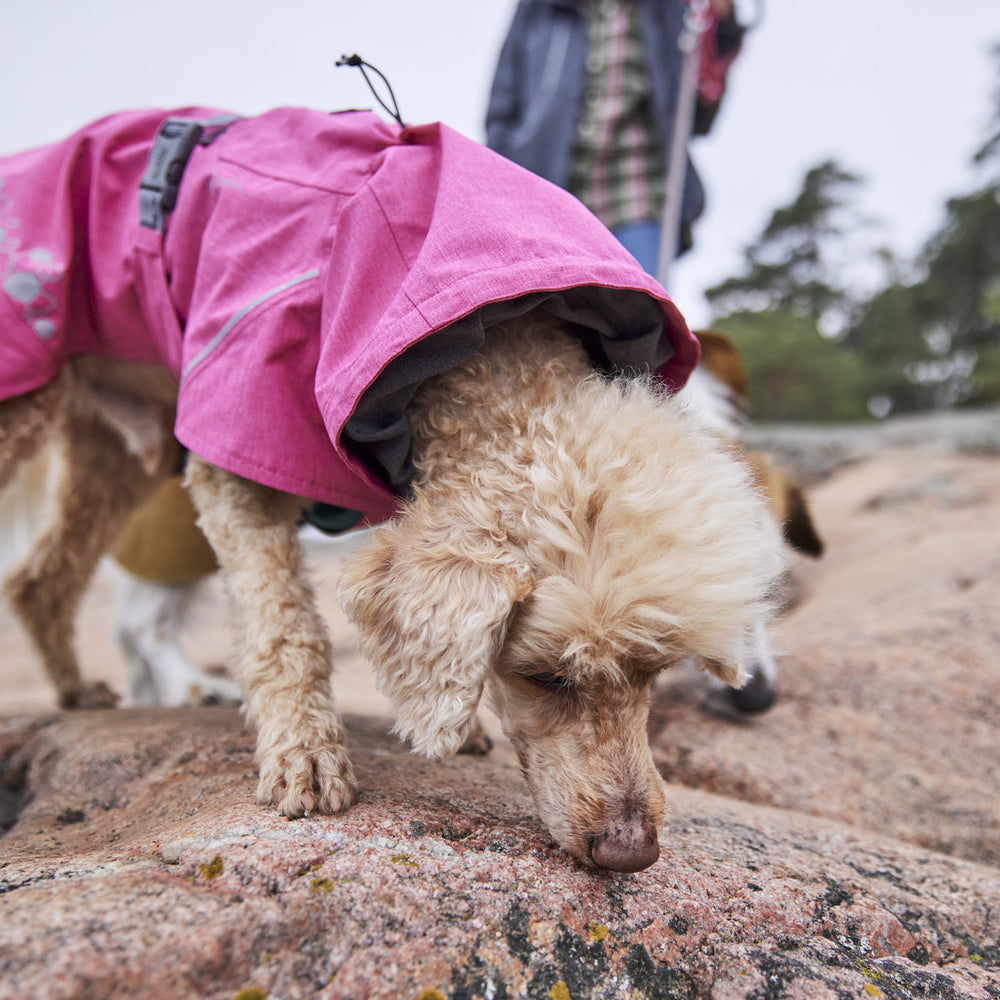 Hund mit pinkfarbenem Regenmantel Monsoon Coat II ECO auf Felsen, umgeben von Bäumen und Person im Hintergrund.