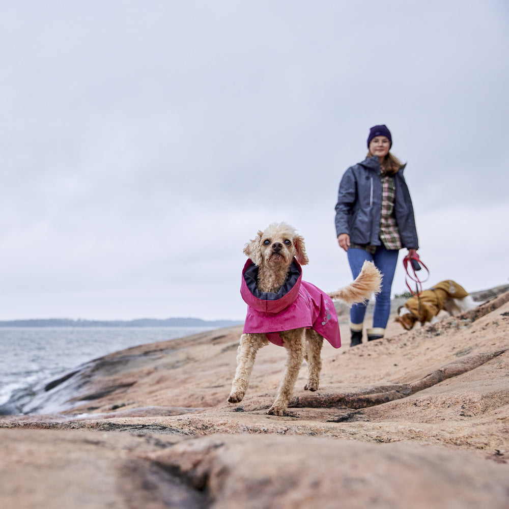 Kleiner Hund im pinken Regenmantel Monsoon Coat II ECO auf Felsen am Meer bei bedecktem Himmel, Person mit zweitem Hund im Hintergrund.