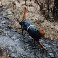 Hund in schwarzem Regenmantel auf steinigem Pfad, grasige und feuchte Landschaft im Hintergrund. Perfekt für nasses Wetter.