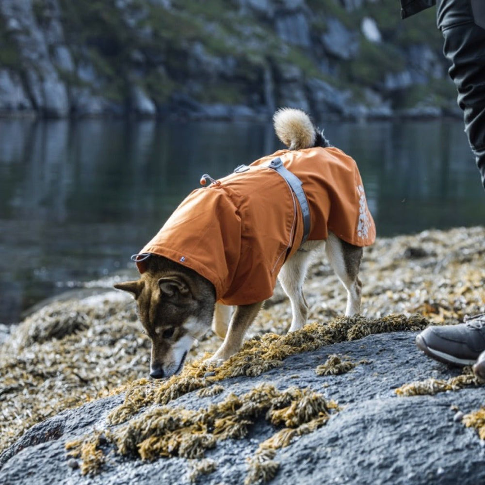 Hund im orangefarbenen Regenmantel auf Felsenlandschaft, schnuppert am Boden, mit Wasser und Felsen im Hintergrund.