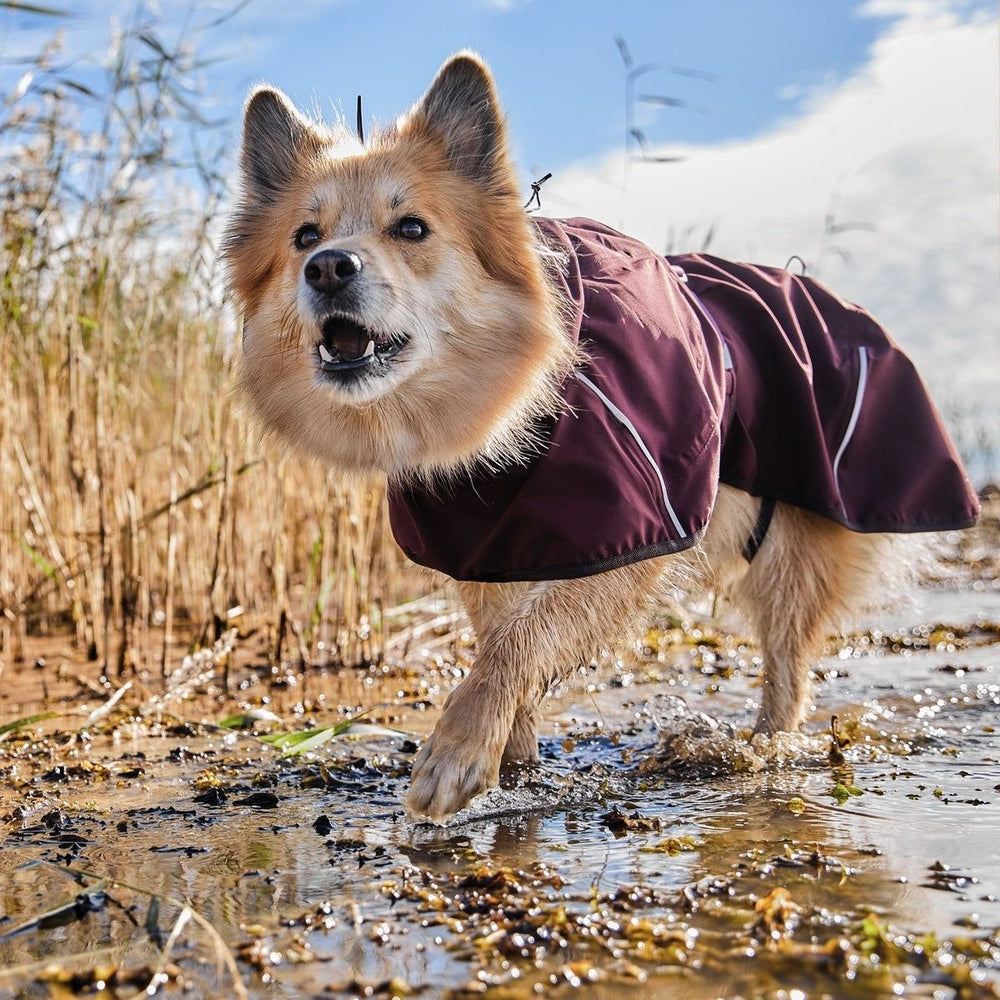 Hund in braunem Regenmantel Mudventure Coat ECO läuft durch flaches Wasser vor Schilfgräsern und bewölktem Himmel.