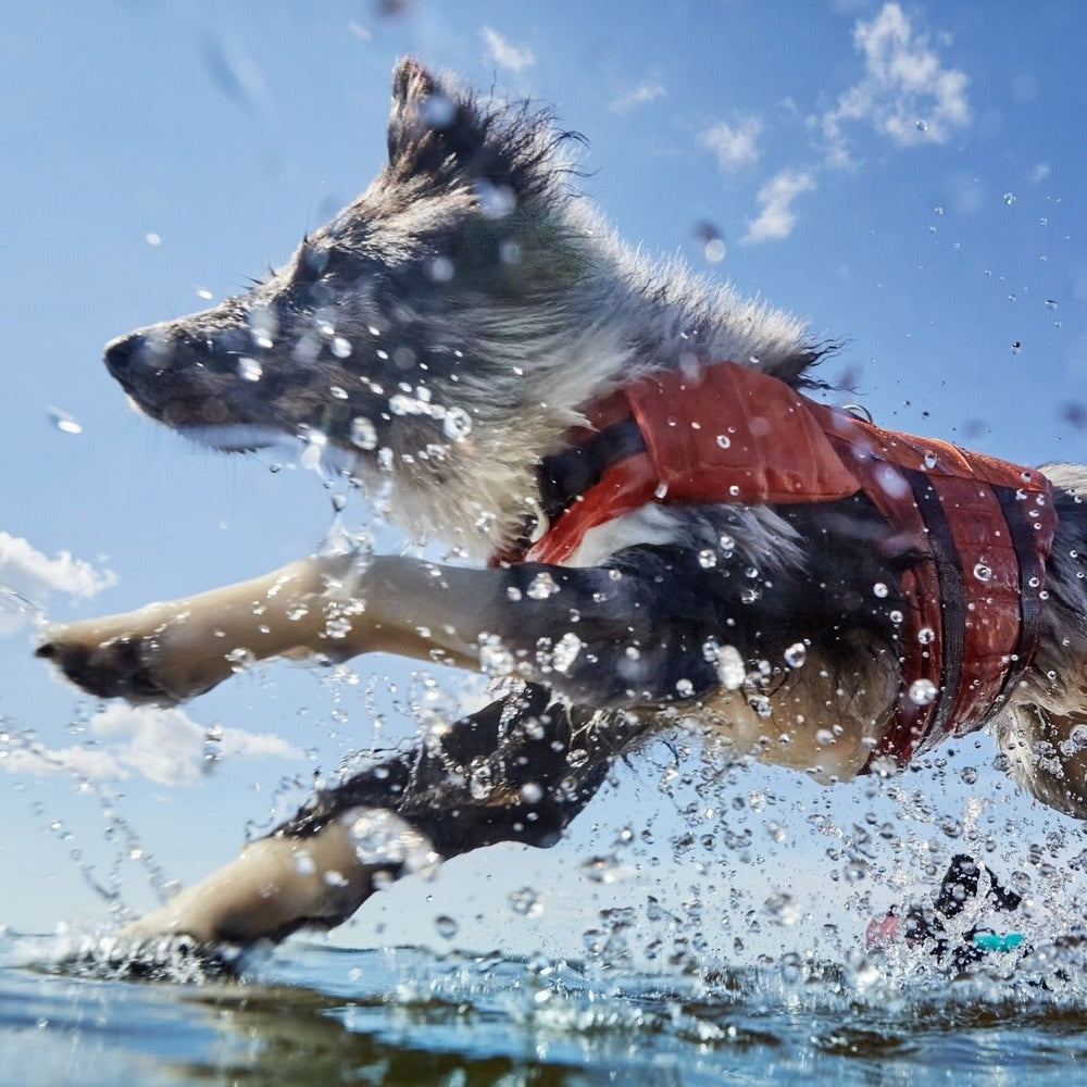 Hund mit Schwimmweste Life Savior ECO, springt durch Wasser, viele Spritzer, blauer Himmel im Hintergrund.