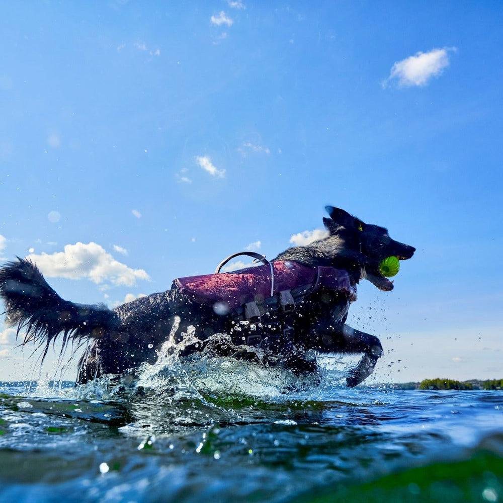 Hund mit Schwimmweste Life Savior ECO springt ins Wasser, hält gelben Ball im Maul, unter klarem Himmel mit Wasserspritzern.