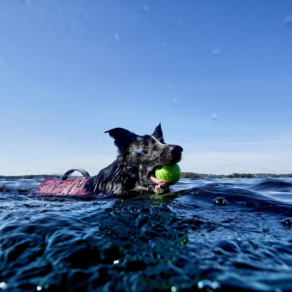 Hund mit grüner Ball und Schwimmweste Life Savior ECO im Wasser unter blauem Himmel.