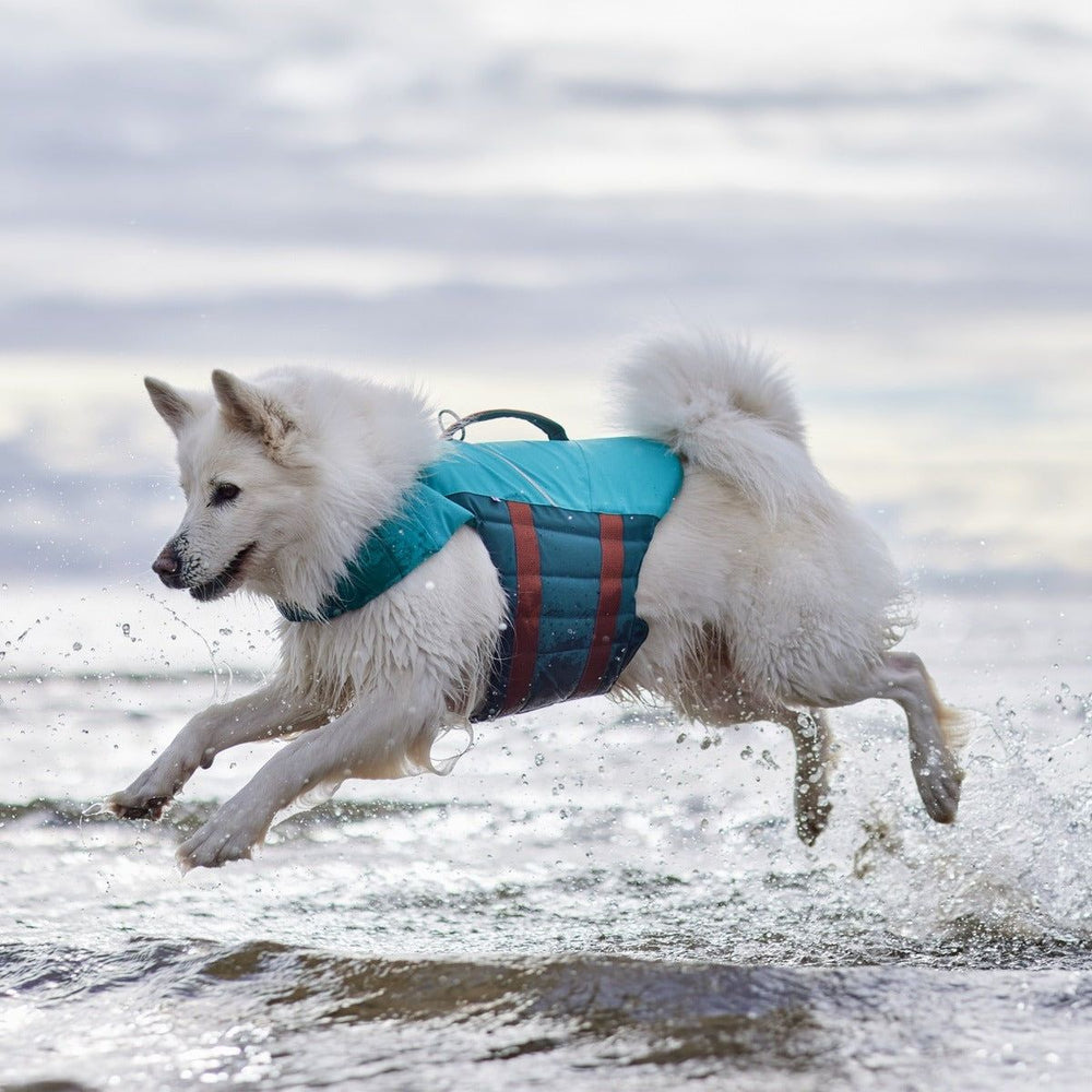 Hund mit blauer Schwimmweste im Wasser, bewölkter Himmel im Hintergrund, sicher schwimmen, Haustiersicherheit Schwimmweste Life Savior ECO.