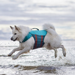 Hund mit blauer Schwimmweste im Wasser, bewölkter Himmel im Hintergrund, sicher schwimmen, Haustiersicherheit Schwimmweste Life Savior ECO.