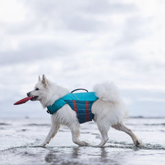 Hund mit blauer Schwimmweste und rotem Frisbee auf nassem Untergrund, bewölkter Himmel; Schwimmweste Life Savior ECO für Haustiere.