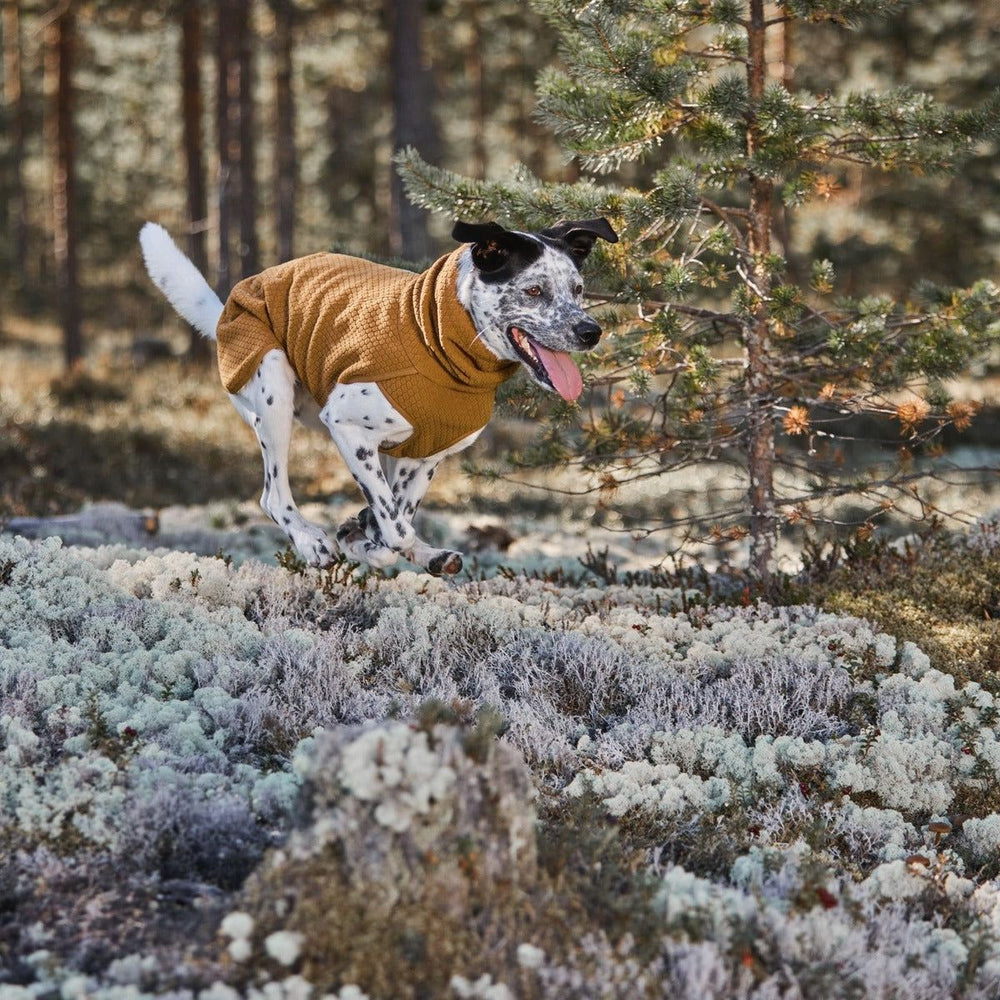 Hund mit schwarz-weißen Flecken in brauner, wärmender ECO Hundejacke läuft fröhlich im Wald mit Moos und Bäumen im Hintergrund.