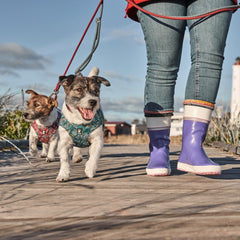 Zwei Hunde mit bunten Geschirren auf Holzweg, begleitet von Person in lila Gummistiefeln; Spaziergang im Freien bei klarem Himmel.