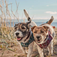 Zwei kleine Hunde mit grüner und roter Warnweste laufen fröhlich am Strand entlang, im Hintergrund Meer und sandige Landschaft.