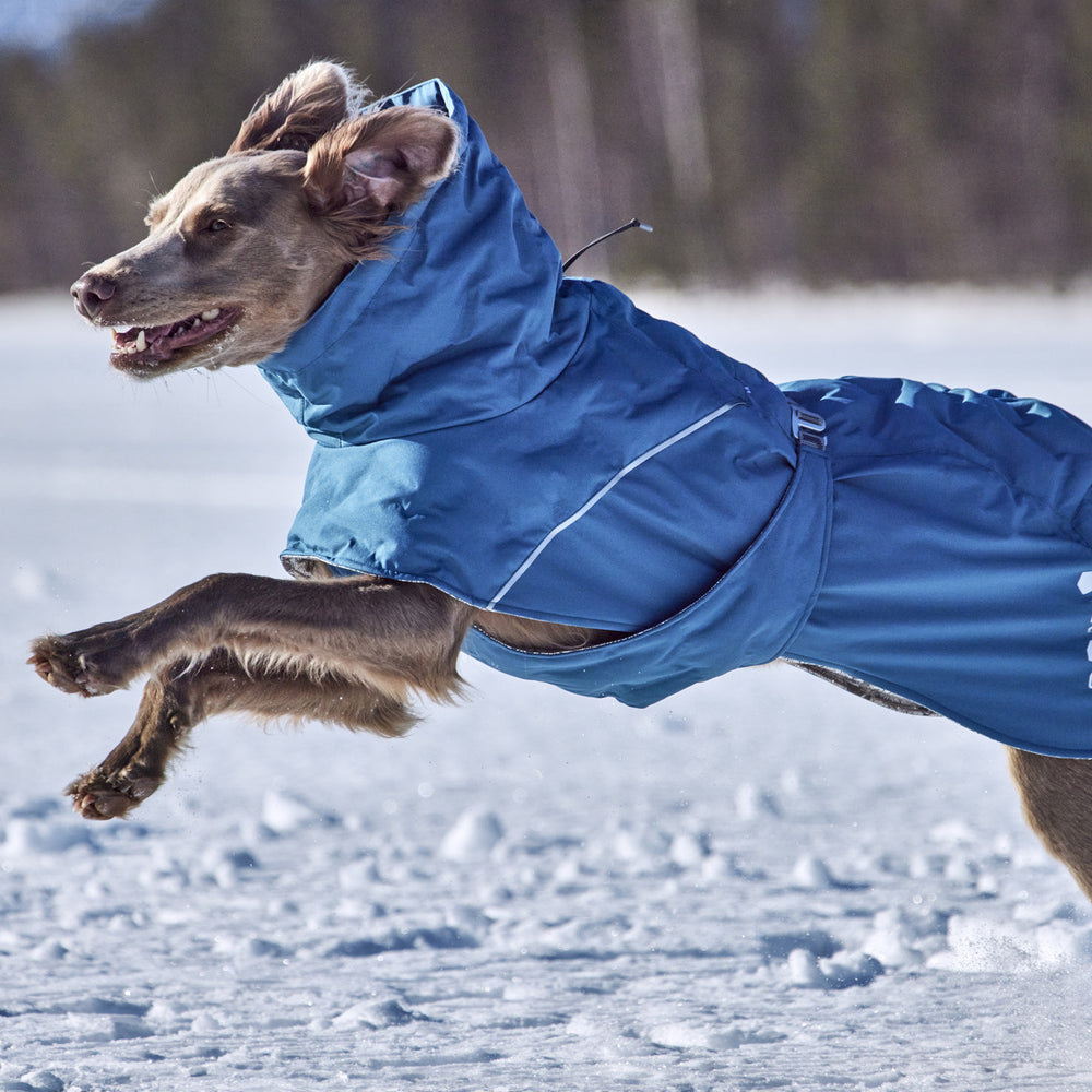Hund im blauen Winteranzug mit Kapuze springt durch Schnee, schneebedeckte Landschaft und Bäume im Hintergrund.