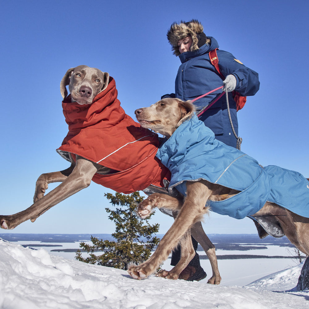Zwei Hunde in roten und blauen Mänteln springen im Schnee, geführt von Person in blauer Winterjacke mit Fellkapuze, winterliche Landschaft im Hintergrund.