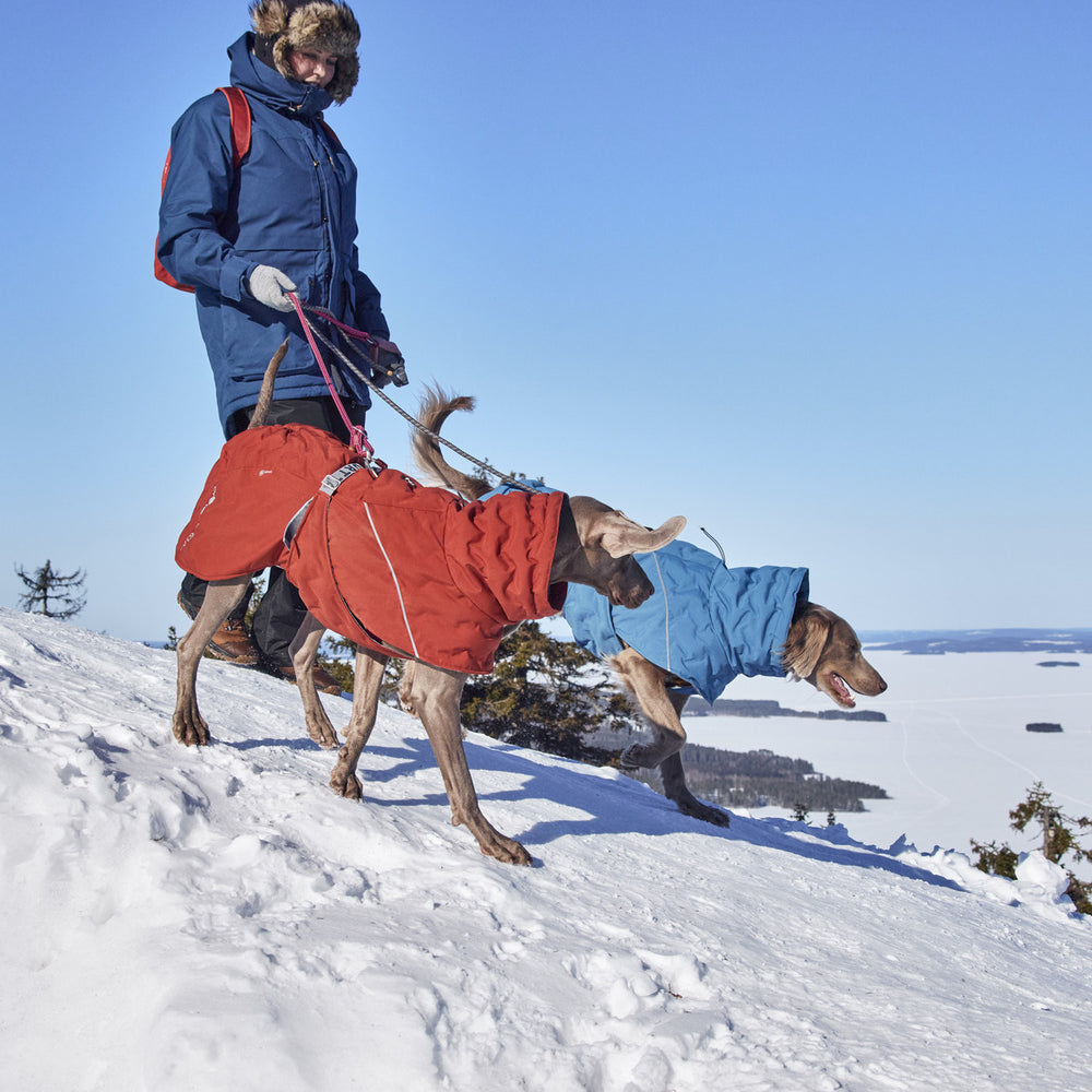 Mensch in blauer Winterjacke Extreme Warmer III ECO mit zwei Hunden in Mänteln auf verschneitem Hang bei blauem Himmel.