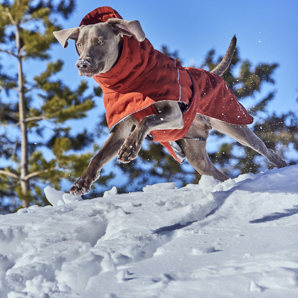 Hund in rotem Wintermantel springt durch Schnee, Bäume im Hintergrund, klarer Himmel, Winterjacke für kalte Temperaturen.