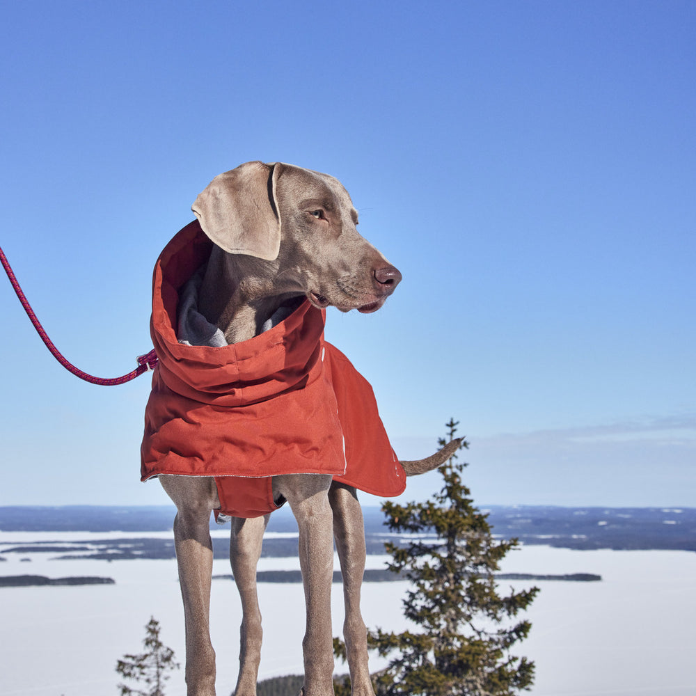 Hund mit rotem Wintermantel und Kapuze in schneebedecktem Gelände vor blauem Himmel und Bäumen, an roter Leine befestigt