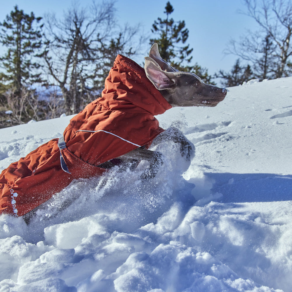 Hund im orangefarbenen Wintermantel rennt durch schneebedeckte Landschaft, dynamisch und energiegeladen in winterlicher Umgebung.