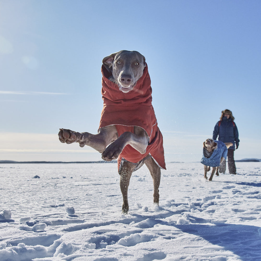 Hund im roten Wintermantel springt durch Schnee, zweiter Hund im blauen Mantel, Person in Winterkleidung, schneebedeckte Landschaft