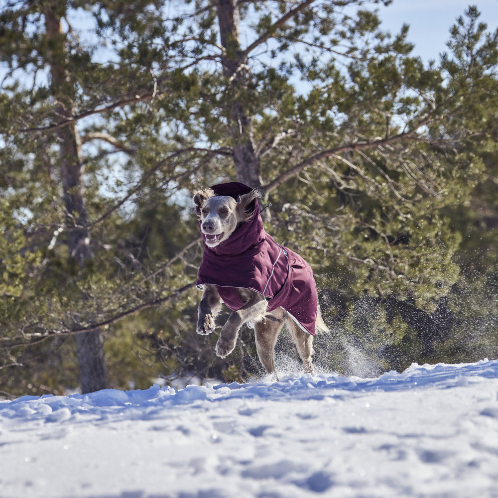 Hund im weinroten Mantel läuft freudig durch den Schnee, winterliche Landschaft mit Bäumen im Hintergrund.